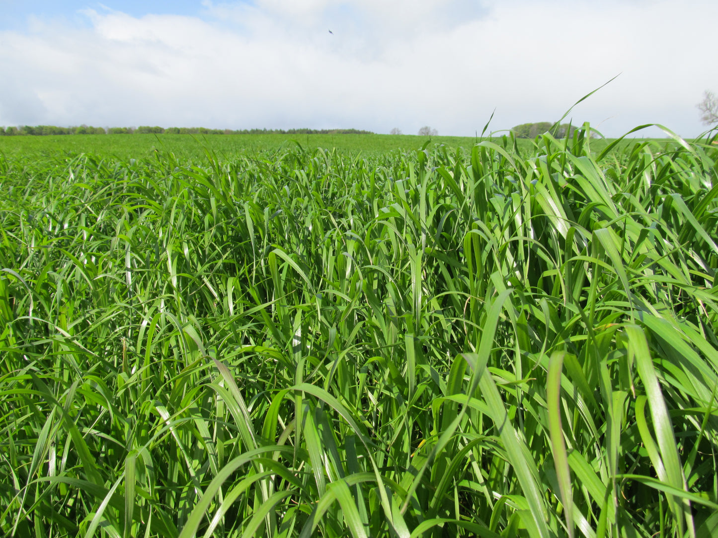 BIG HITTER NO.1 - 14kg/acre