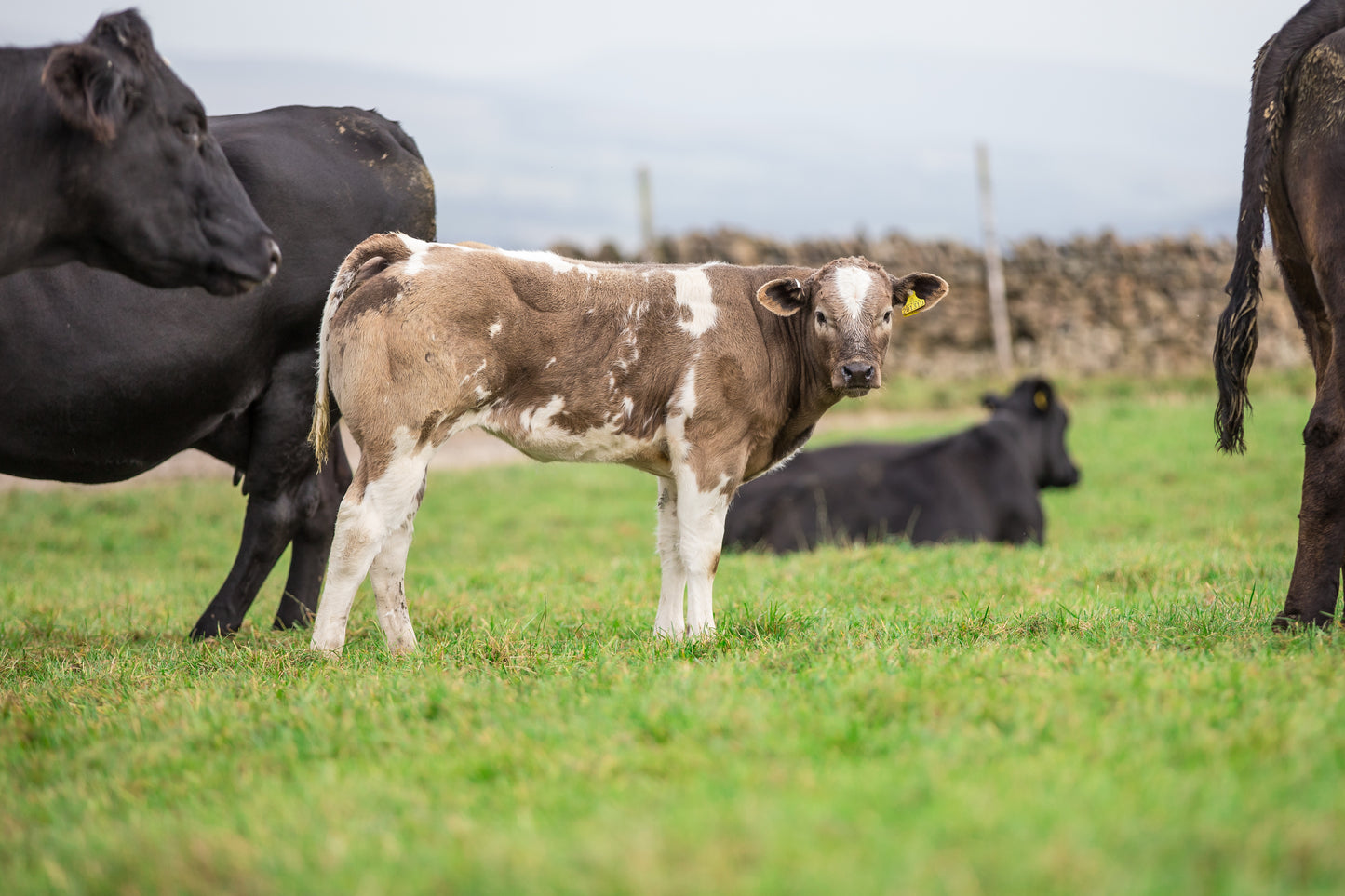 Moxisolv LA Cattle Injection 10%