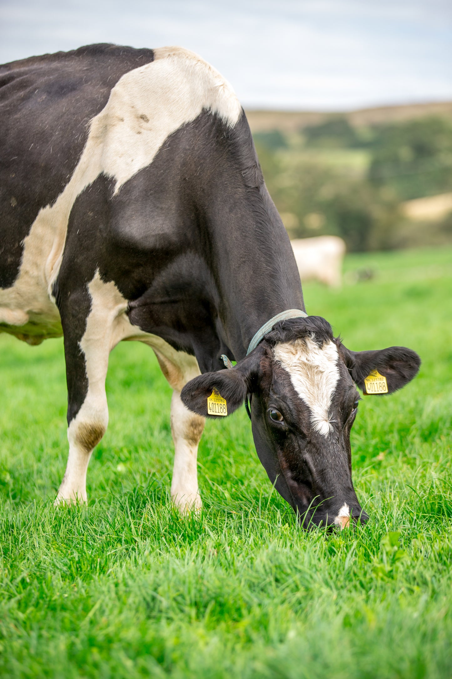 Dalesman Black Cattle Fertility Bucket 20Kg