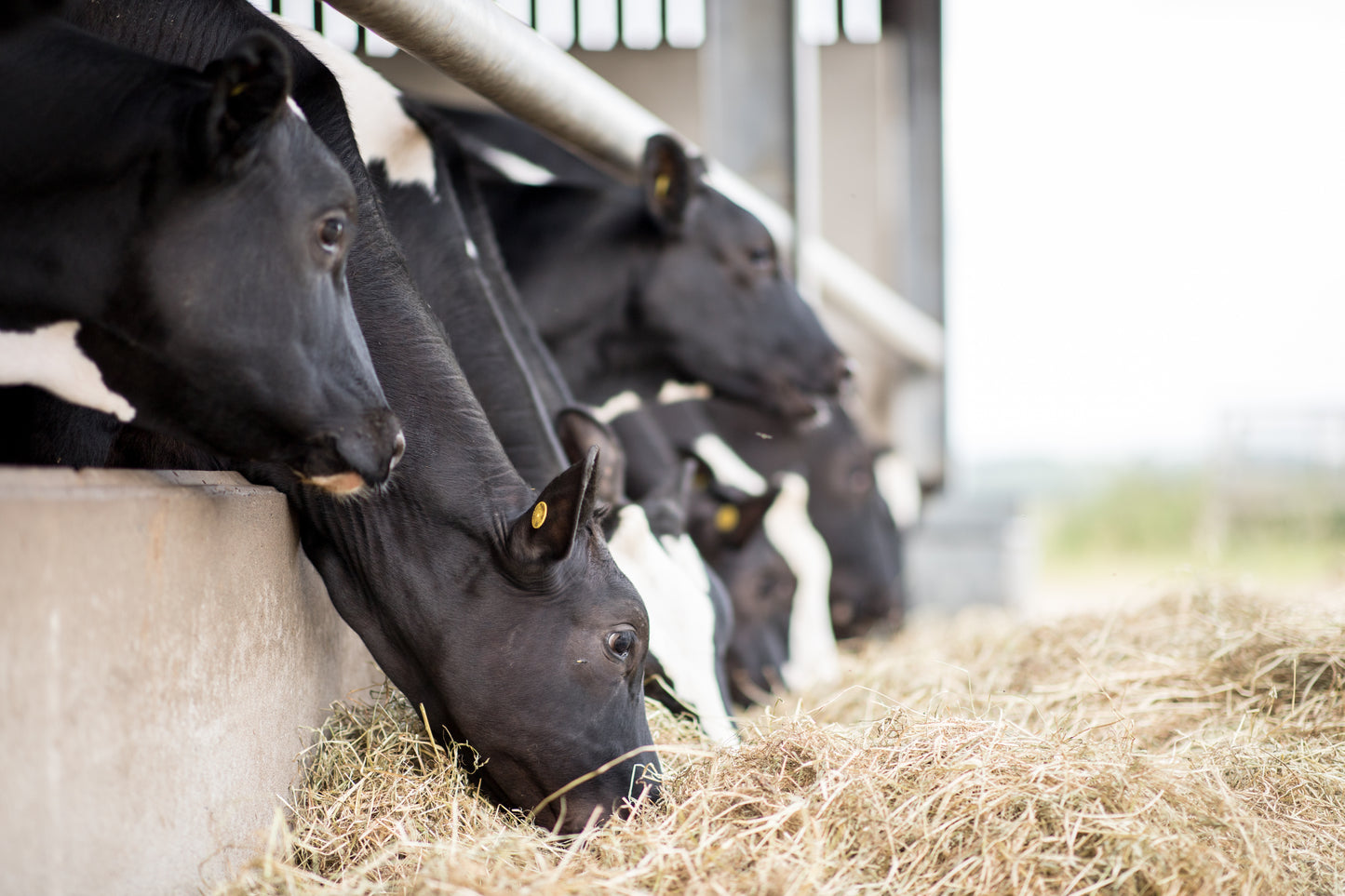 Mycosorb A+ Farm Pak 25KG