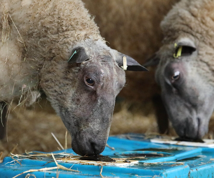 2 Wheel Molasses Cattle Feeder 45L Capacity