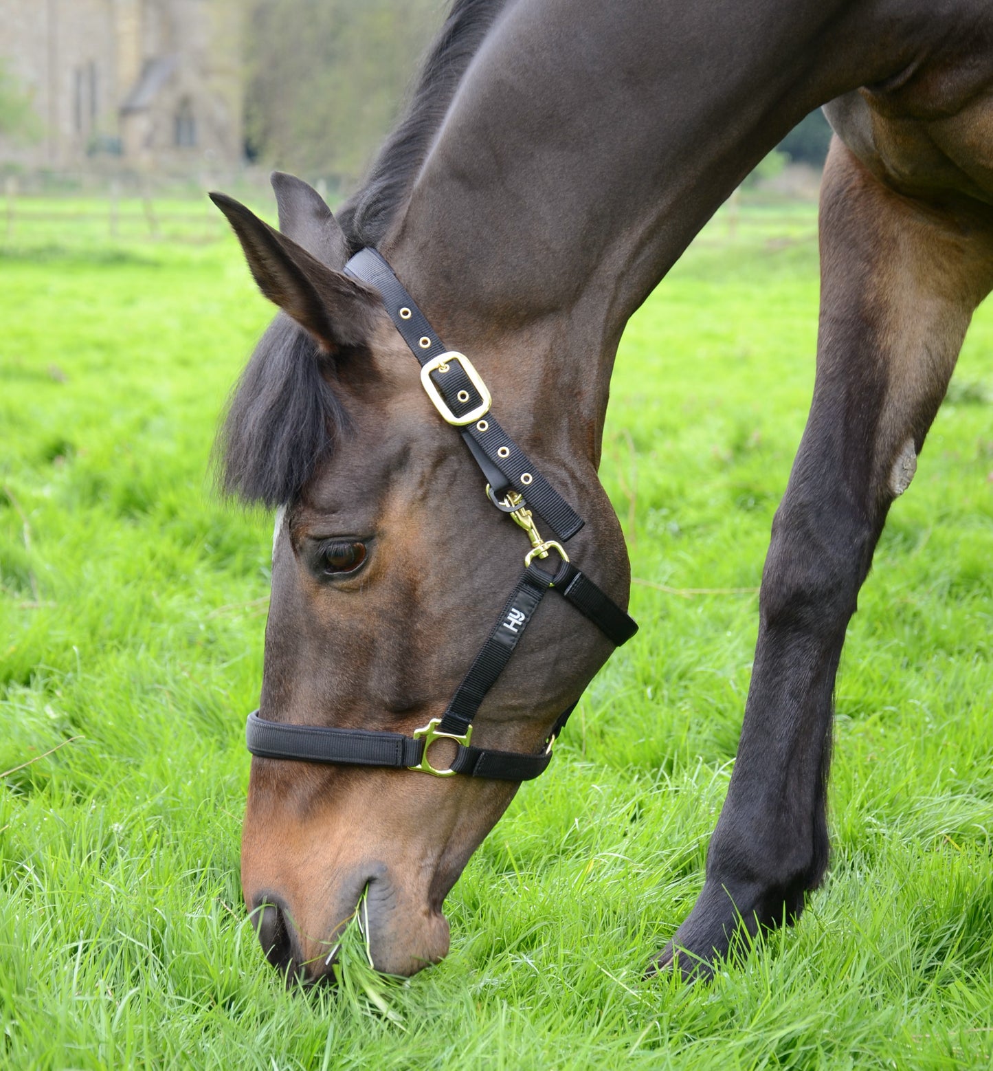 HY Horse Head Collar In Black With Padded Noseband And Adjustable Straps.