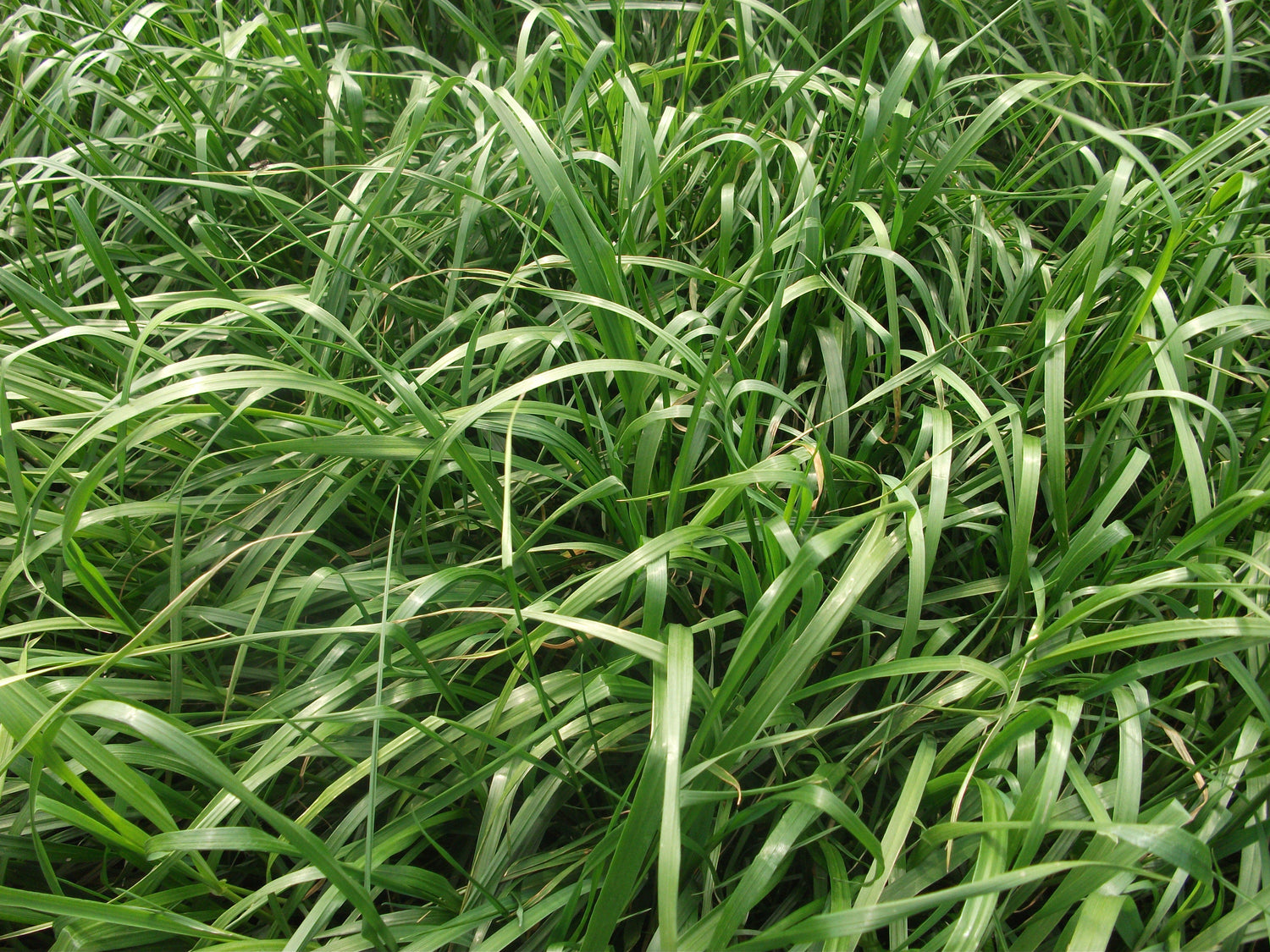 Grassland Spray - professional-use plant protection products (PPP)
