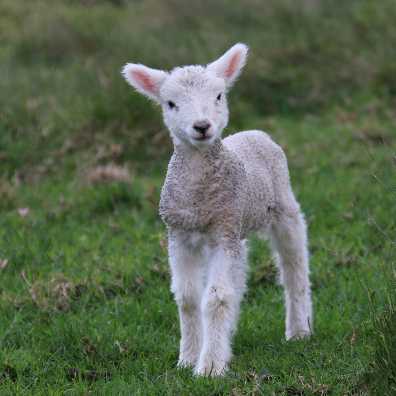 Lambing Essentials