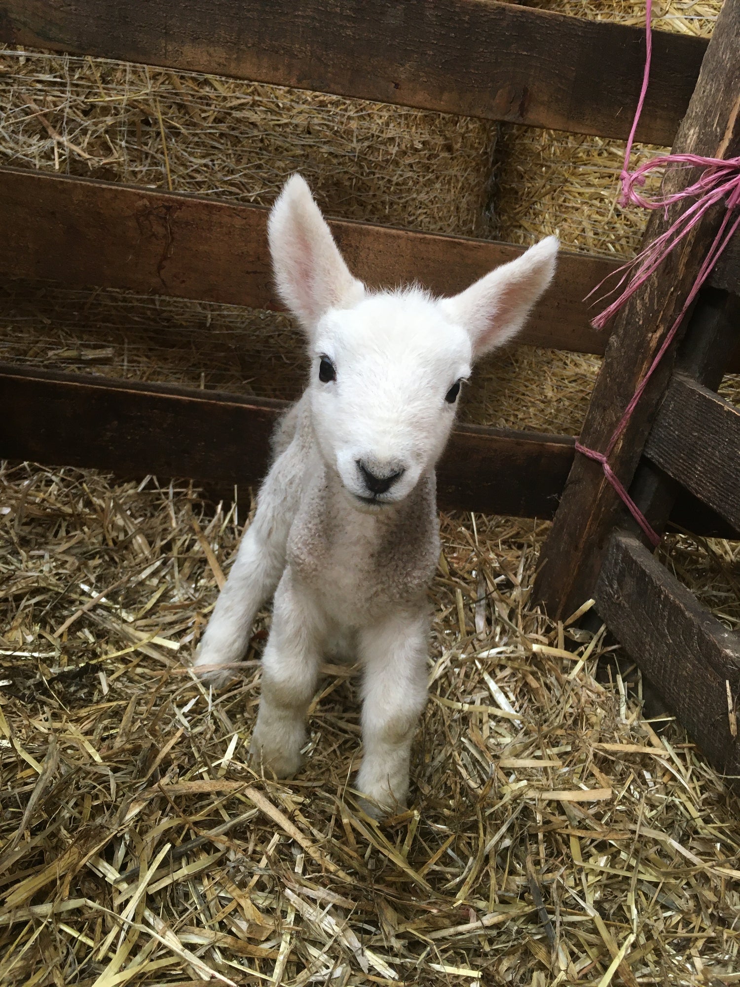 Lambing Products