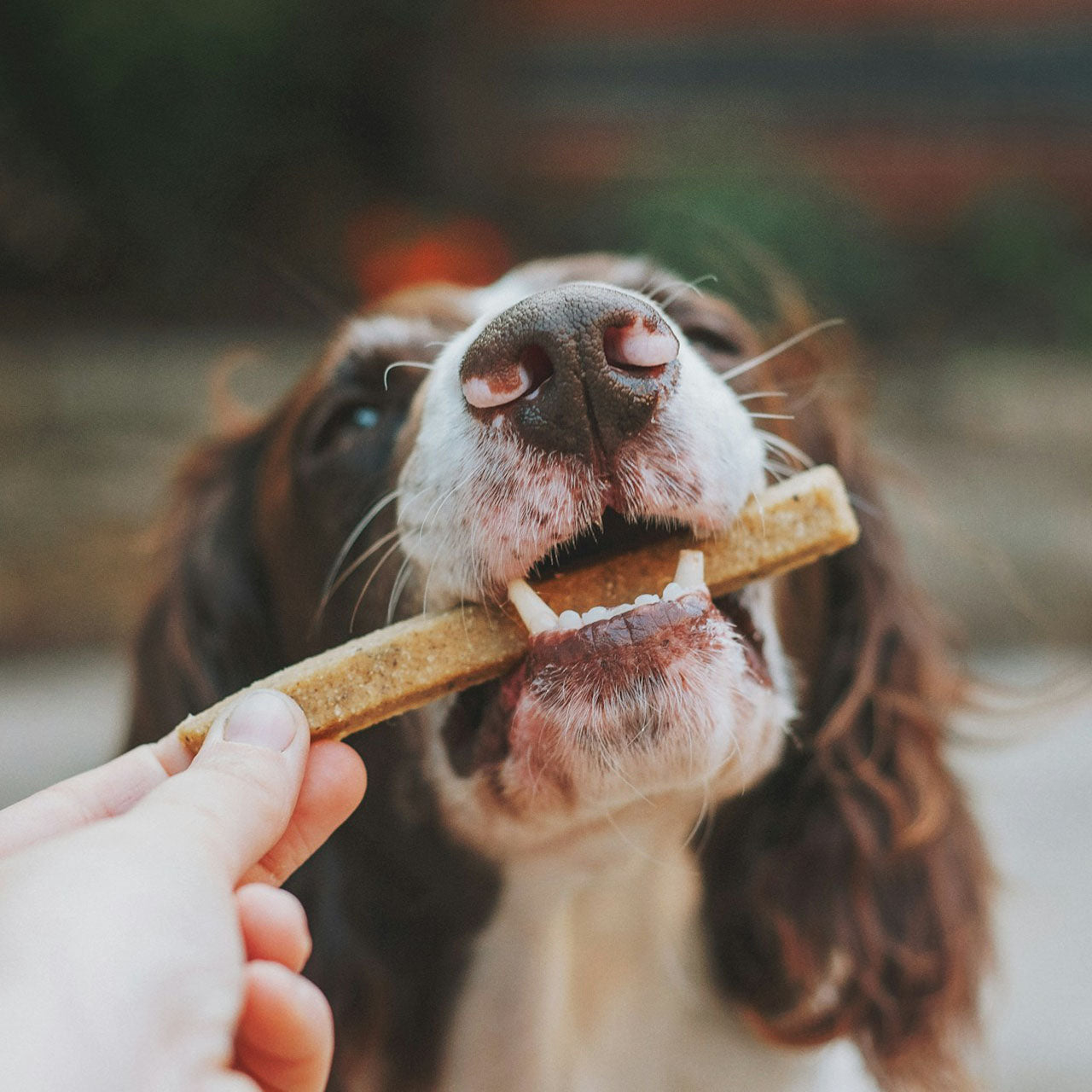 Dog Food & Treats