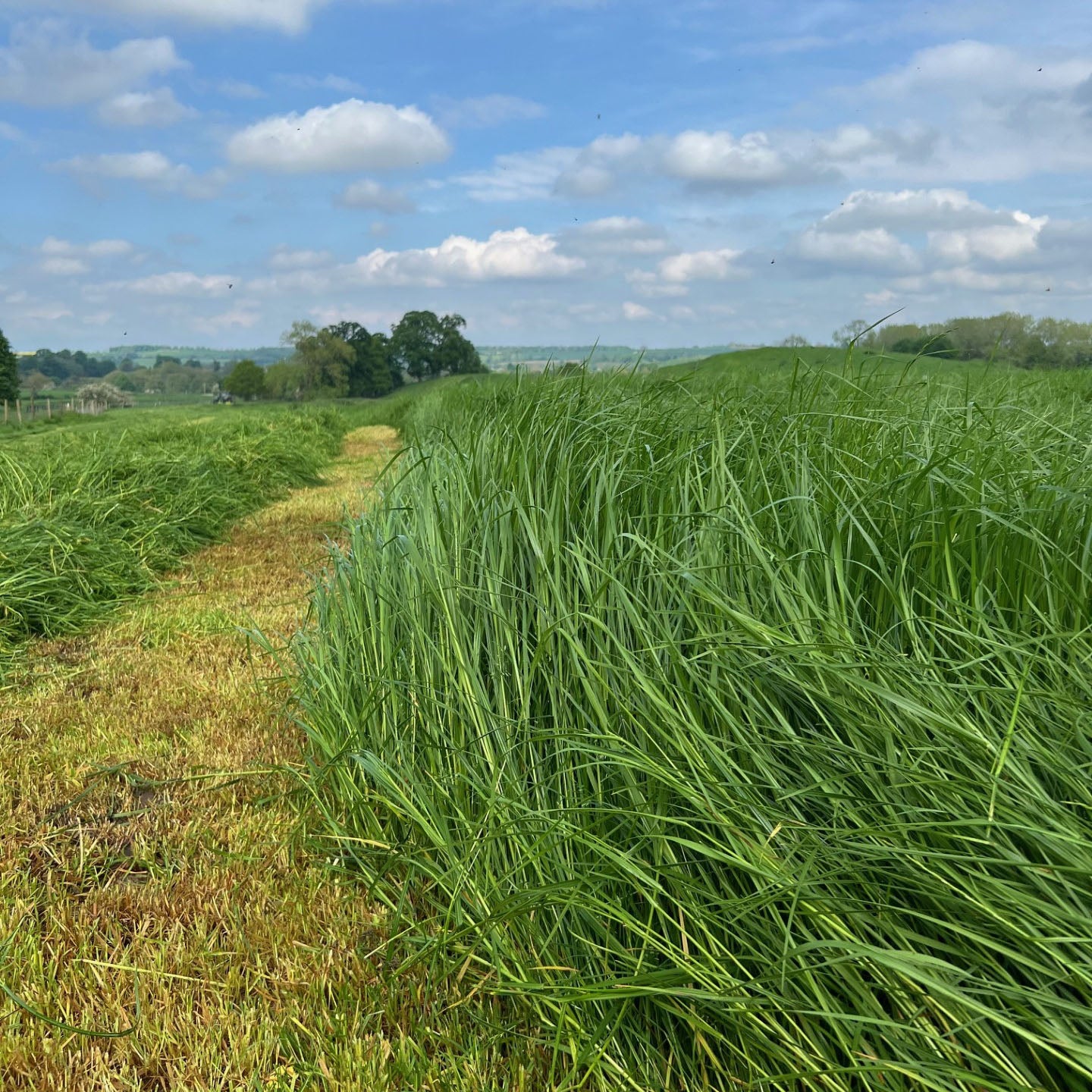 Grass Seed