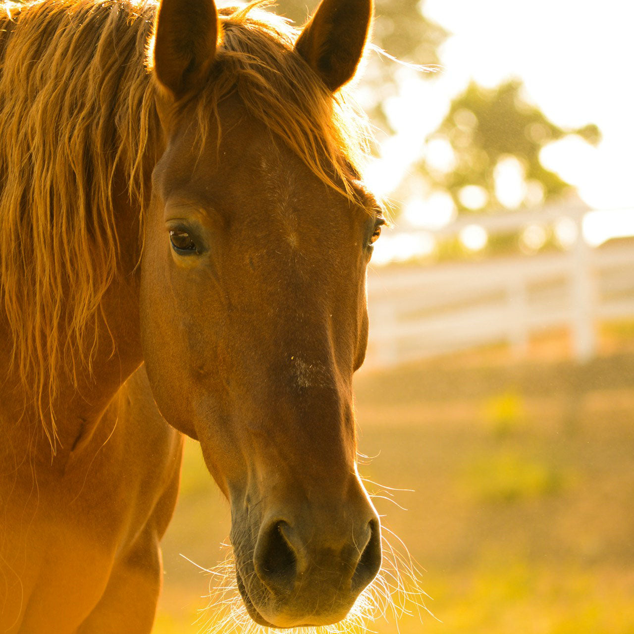 Horse Grooming