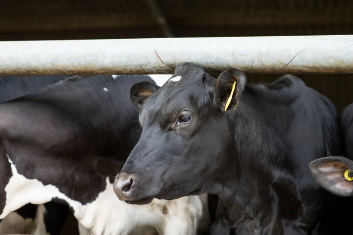 Actisaf Rumen Efficiency Pack 25KG