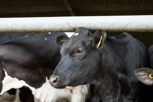 Actisaf Rumen Efficiency Pack 25KG