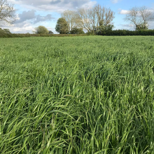BIG HITTER NO.1 - 14kg/acre