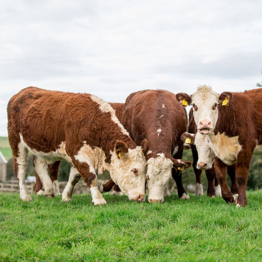 PERMA-GRAZE NO.7 - 14kg/acre