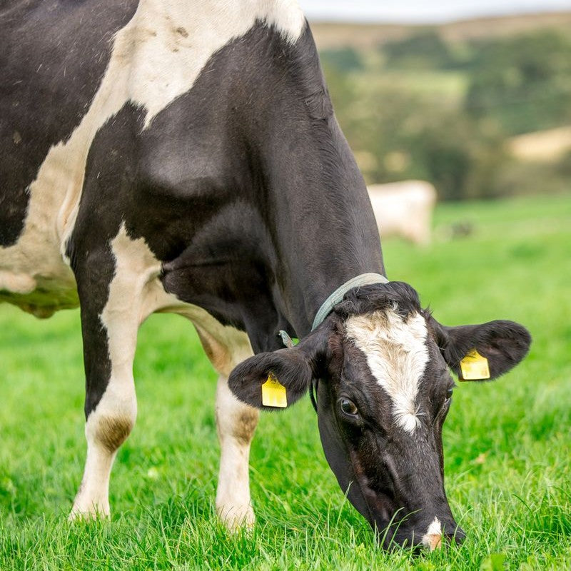 INTENSIVE CUT & GRAZE NO.8 - 14kg/acre