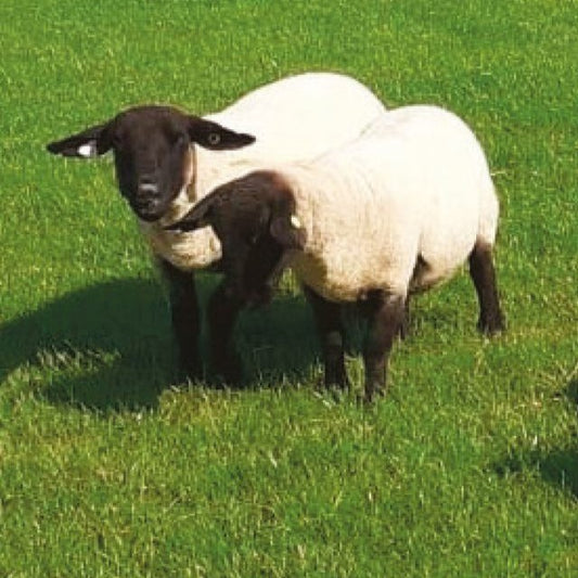HEAVY DUTY NO.9 - 15kg/acre